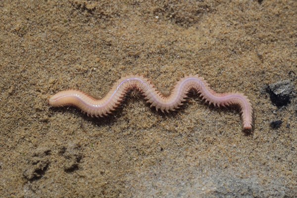 White Ragworm