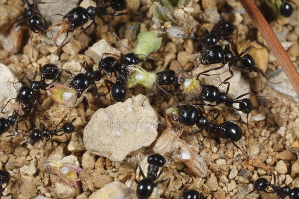 Harvester ant