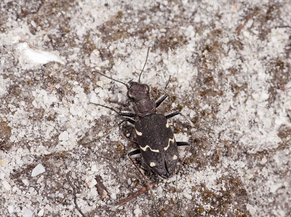 Wood Sand Beetle