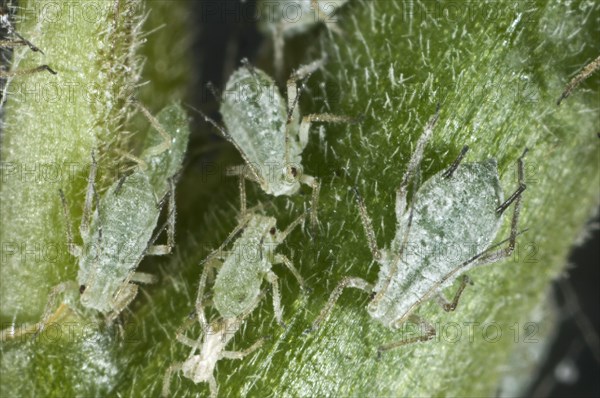 Lupine aphid