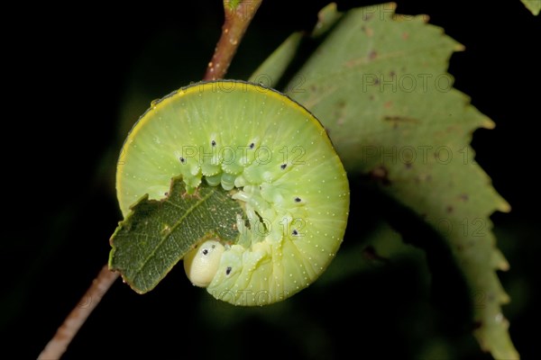 Large birch sawfly