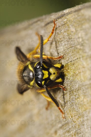 German Wasp