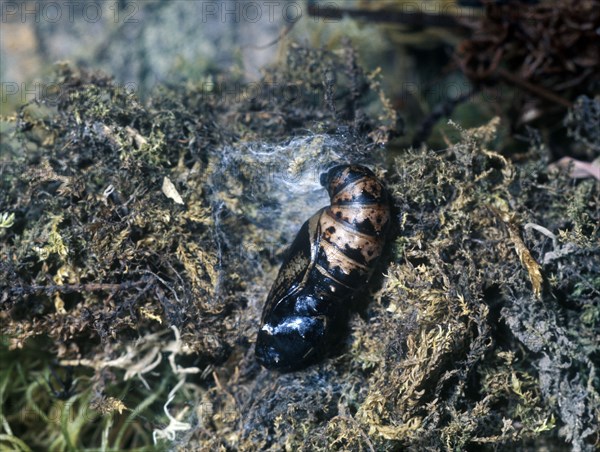 Butterfly Fritillary Dark Green Larva