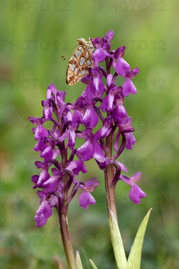 Queen of Spain Fritillary