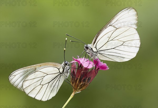 Black-veined whites