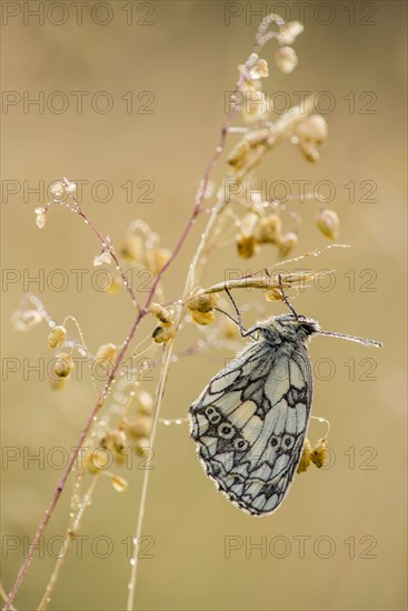 Marbled White