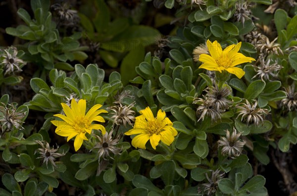 Bolander's False Golden-aster