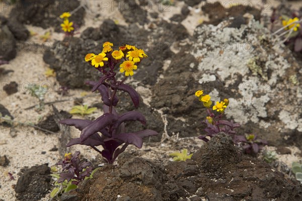 Coastal Ragwort