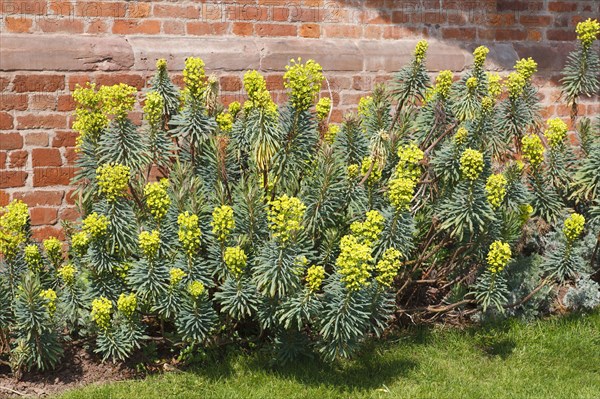 Large mediterranean spurge