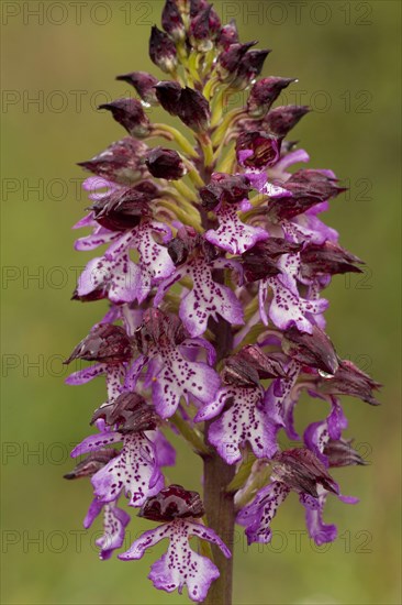 Northern marsh-orchid