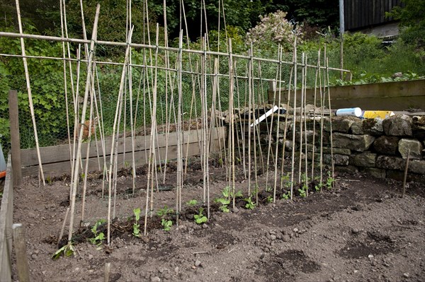 Runner Bean