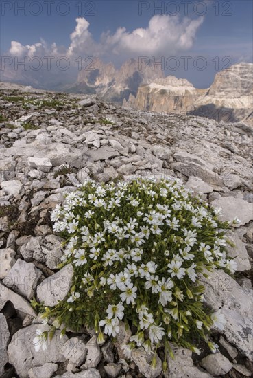 Glacier mouse-ear