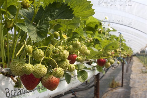 Strawberry plant