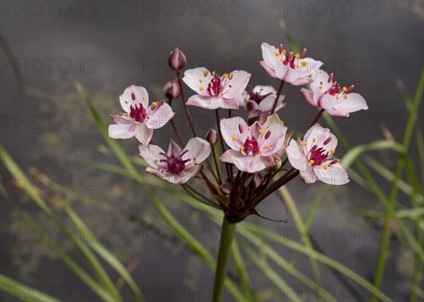 Swan flower