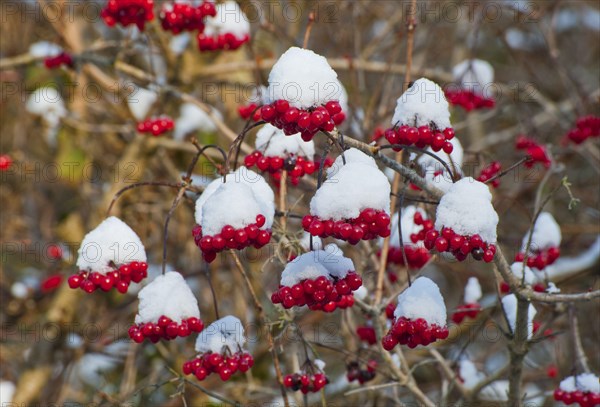 Common Snowball