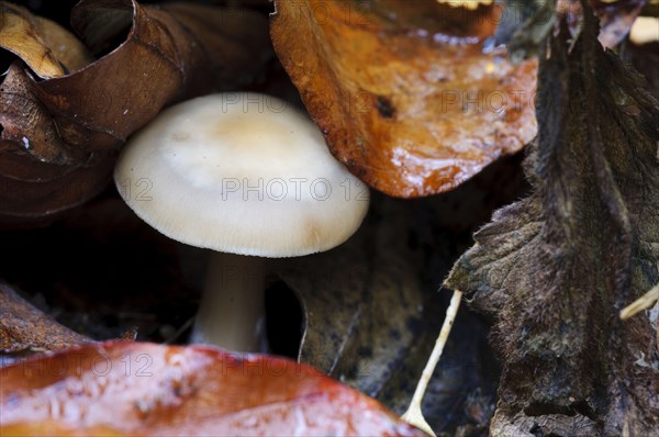 Butter buttery collybia