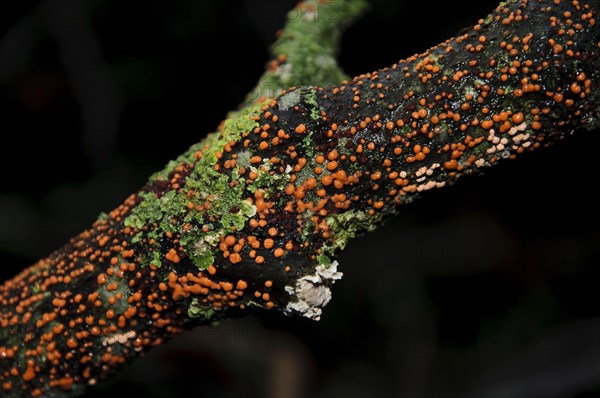 Coral Spot Fungus