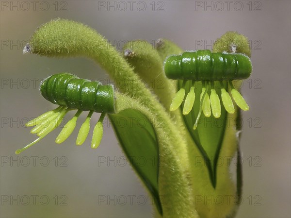 Kangaroo flowers