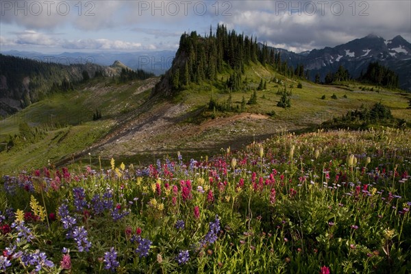 Alpine wildflowers