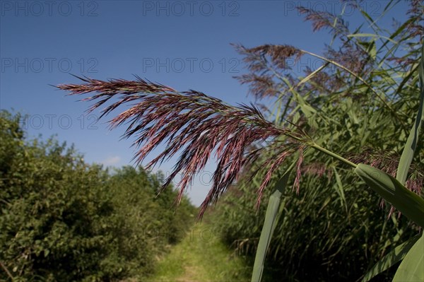 Common reed