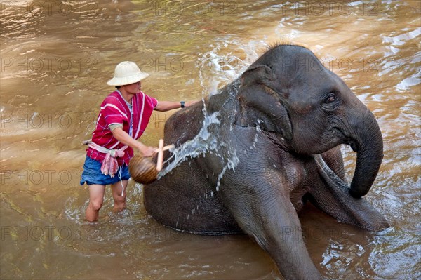 Mahout washing his elephant at the Elephant Nature Park in Chiang Mai