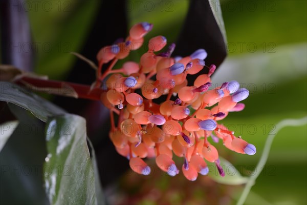 Flower of Aechmea miniata