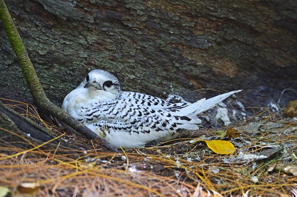 White-tailed Tropicbird