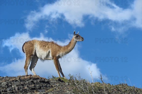 Guanaco