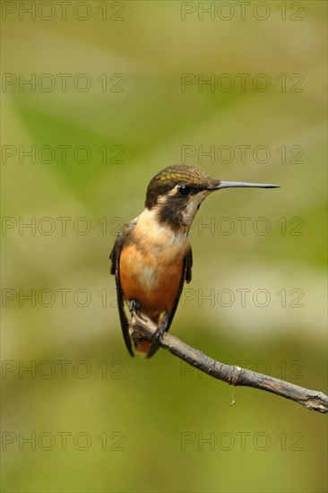 Purple-throated Starthroat
