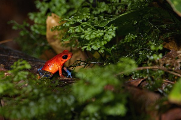 Strawberry Frogs