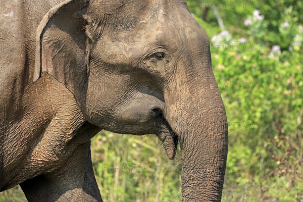 Sri lankan elephant