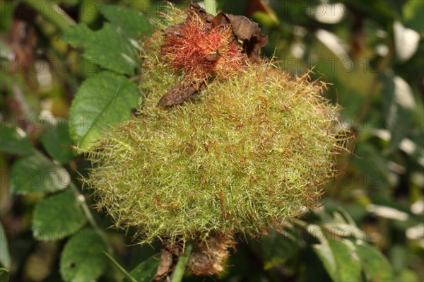 Rose gall wasp