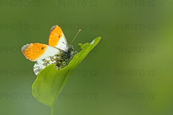 Aurora butterfly