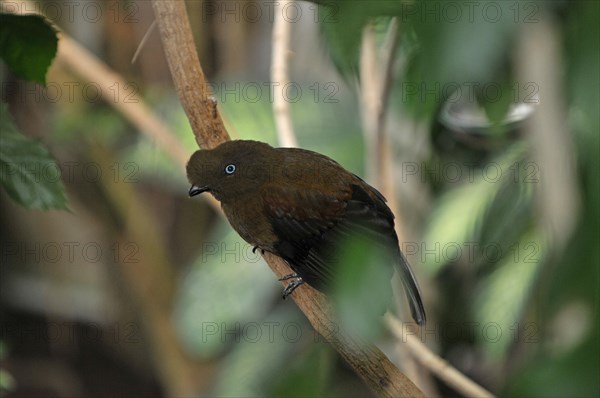 Andean rock cock