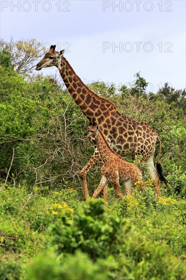 Southern giraffe