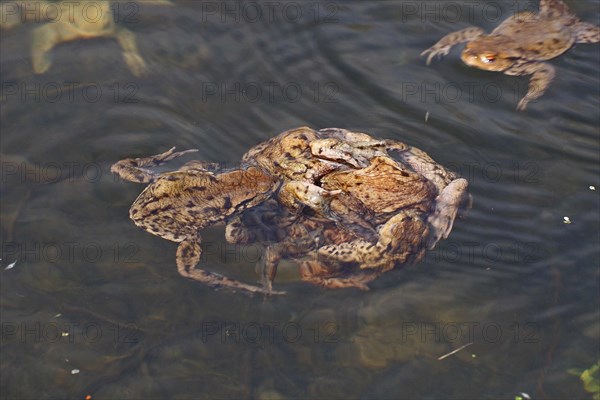 Common toads