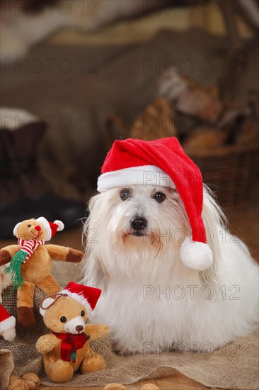 Coton de Tulear