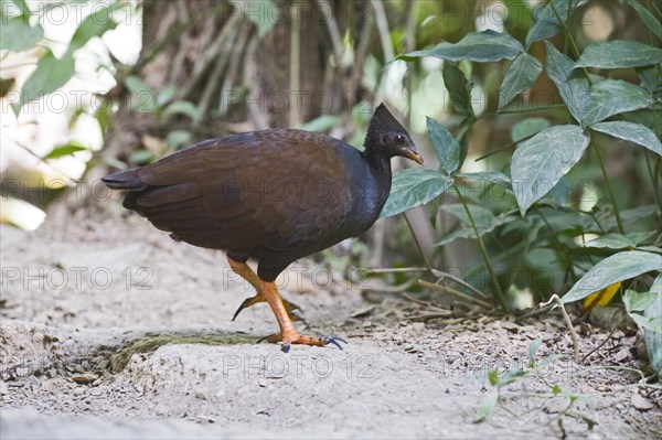 Orange-footed scrubfowl