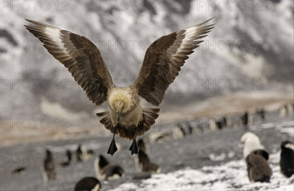 Stercorarius antarctica