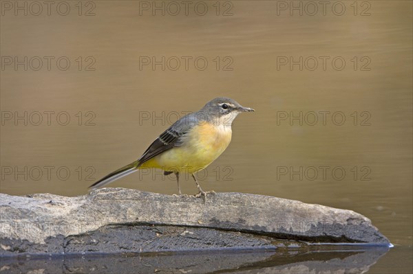 Grey Wagtail