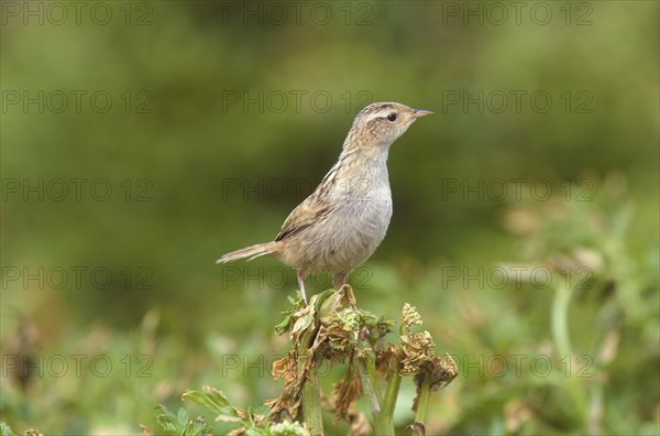 Grass wren