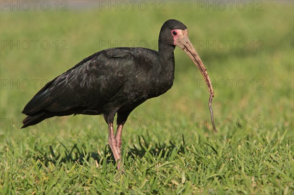 Bare-faced Ibis