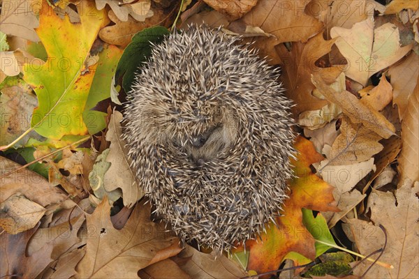 European Hedgehog