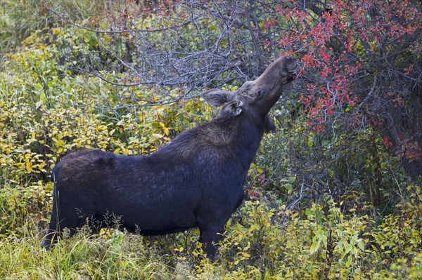 American elk