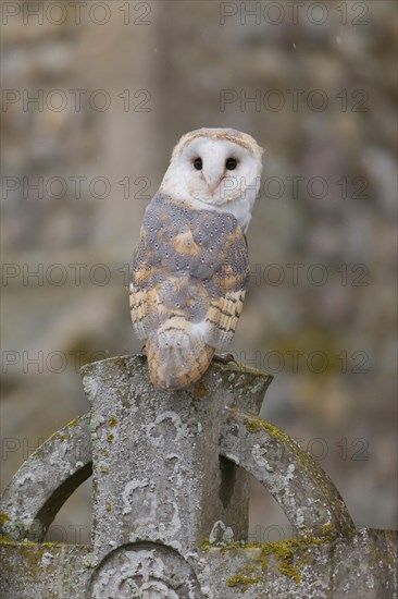 Common barn owl