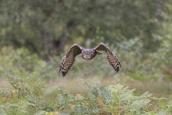 Eurasian eagle-owl