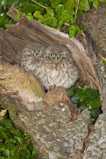 Little Owl