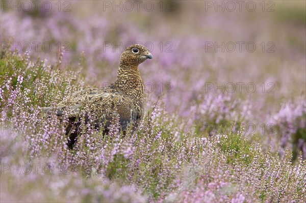 Red Grouse