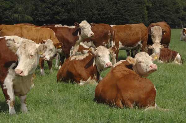 Domestic cattle