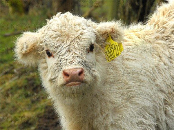 Highland Cattle